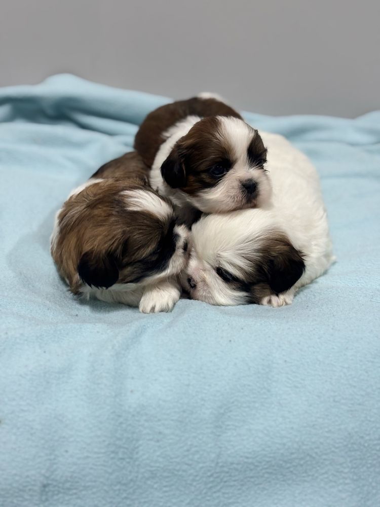 Szczeniak Shih Tzu - LEO