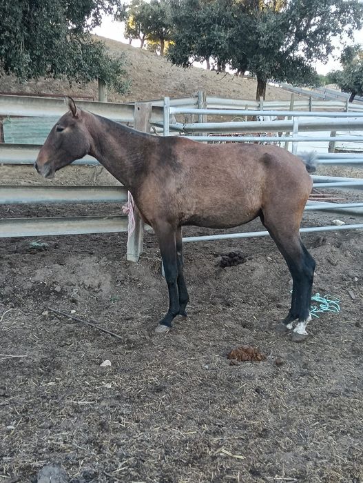 Vendo poldra lusitana