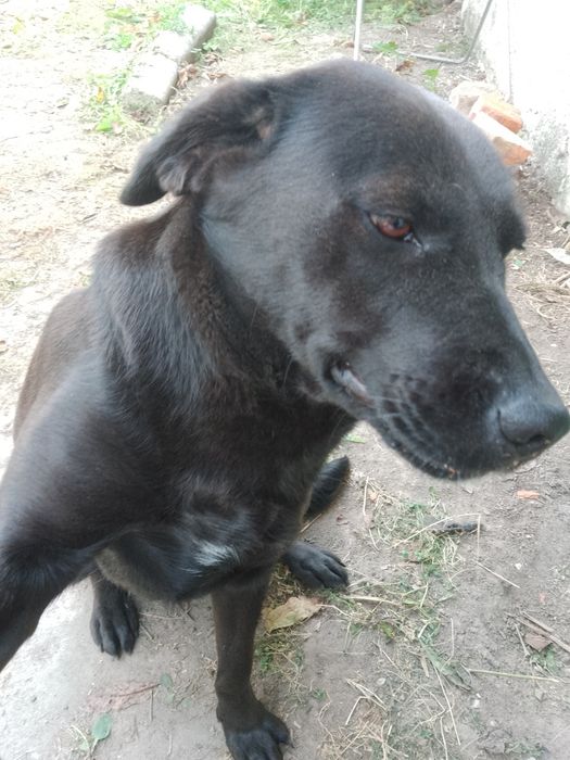 Віддам в надійні руки