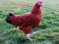 Nioski Rossa kury rosa kokoszki na jajko zielononóżki leghorn młode ko