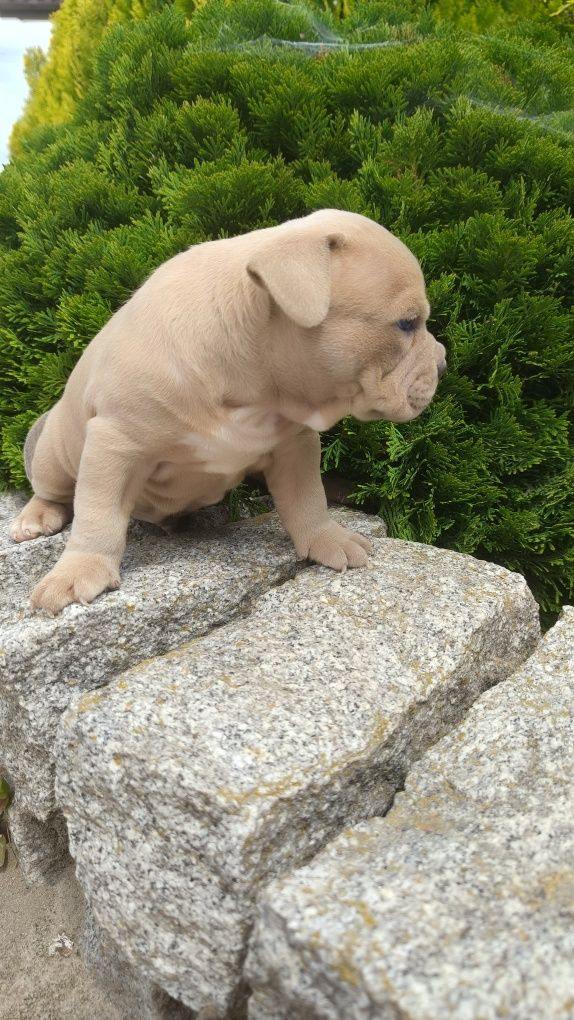 Sprzedam Pieska amerycan bully