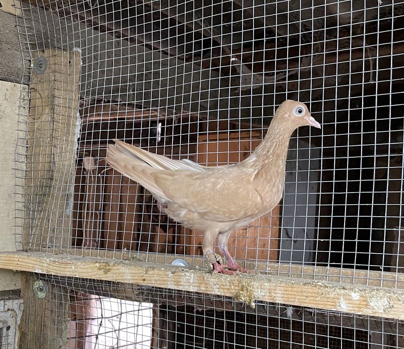 Gołębie wiedeńskie żółte