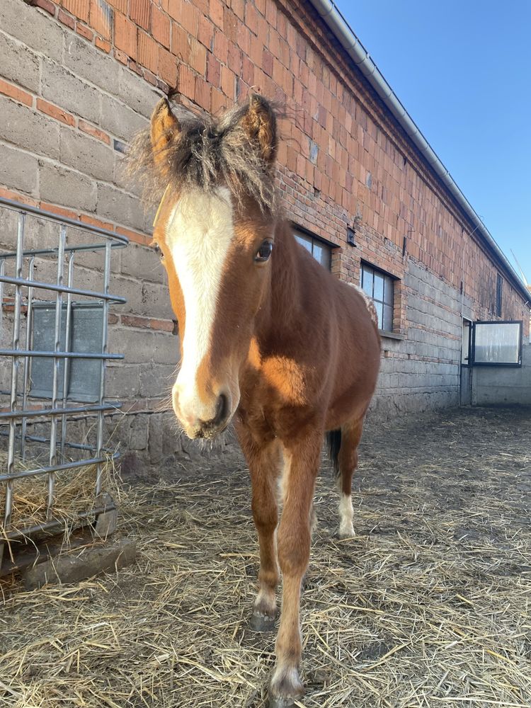 Sprzedam tarantowatego wałacha po Arabian-Atin-Ro