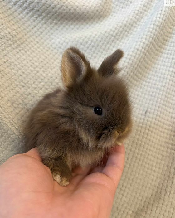 Królik miniaturka,  króliki karzełki tedi długowłose Mini lopki