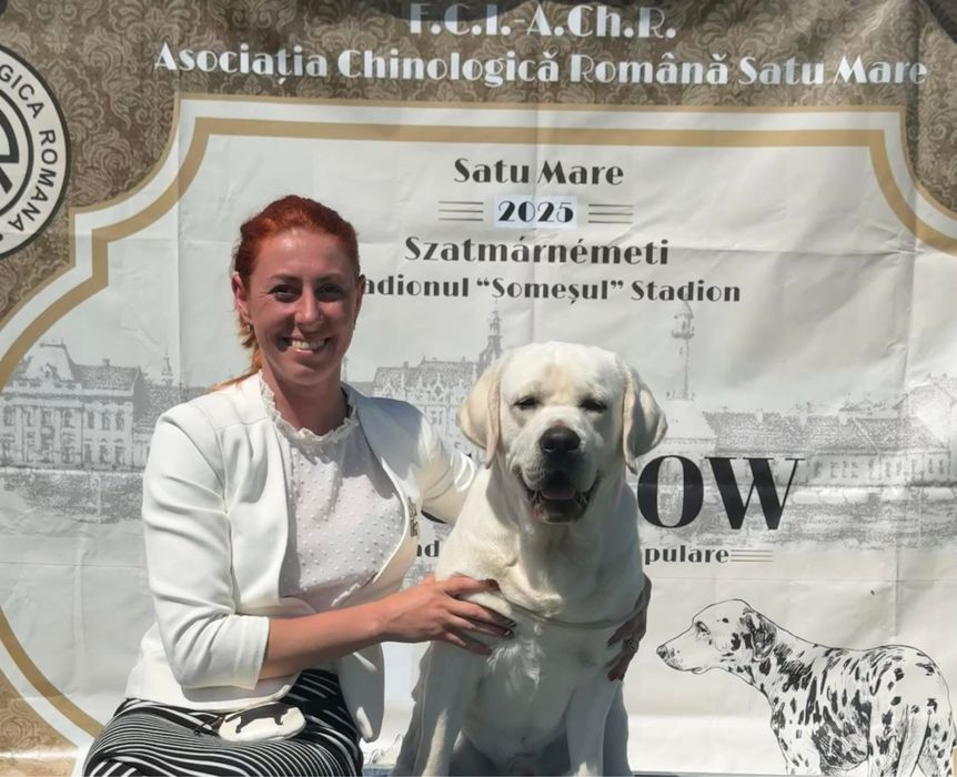 Лабрадор ретривер! Кобель для вязки