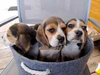 Beagle gotowe na nowy dom