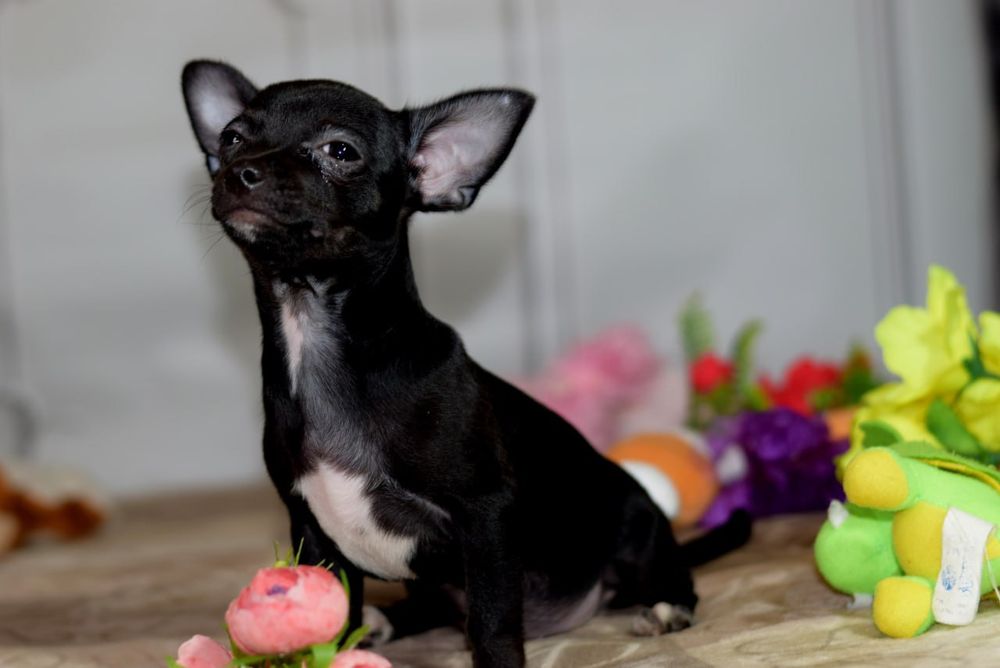 Девочка чихуахуа