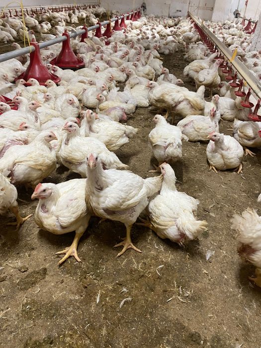 Продам бройлера жива вага