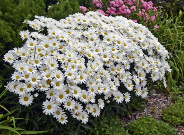 Ромашка  Аляска .