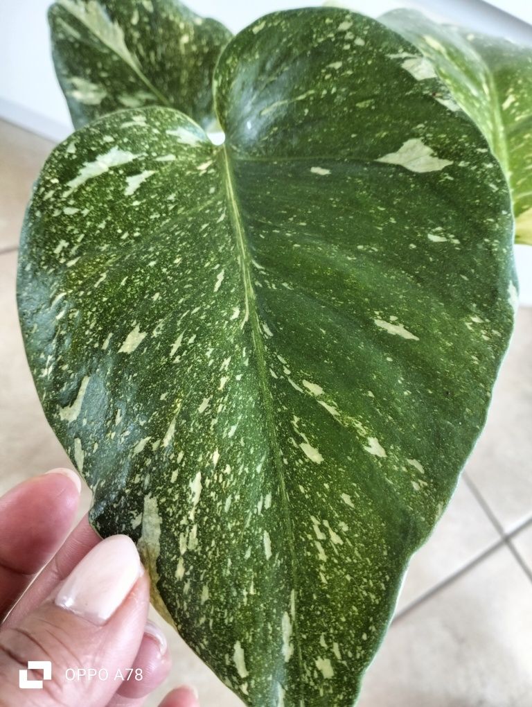 Monstera Thai constelation