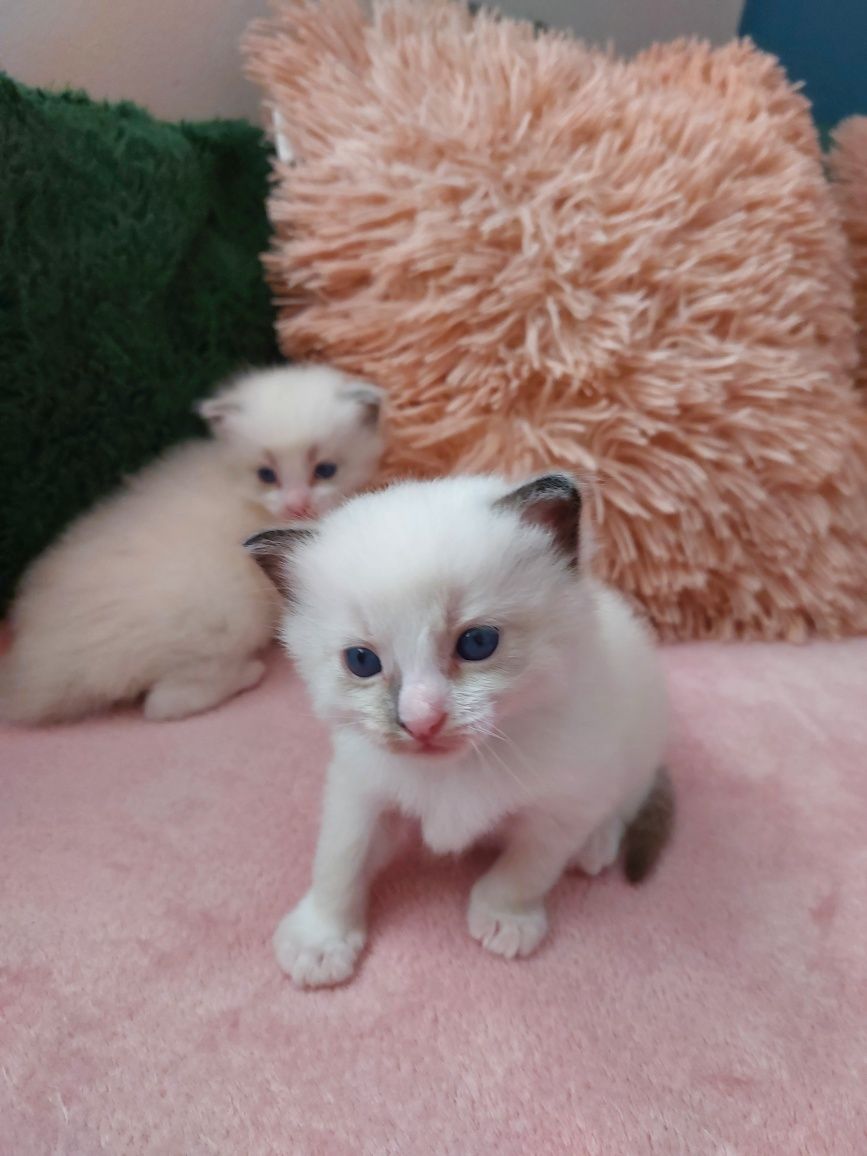 Miot U  Ragdoll do rezerwacji