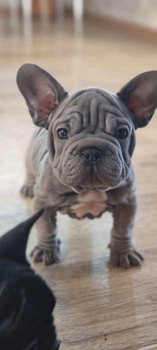 Французький бульдог біг роп вельвет,Big Rope velvet дівчатка