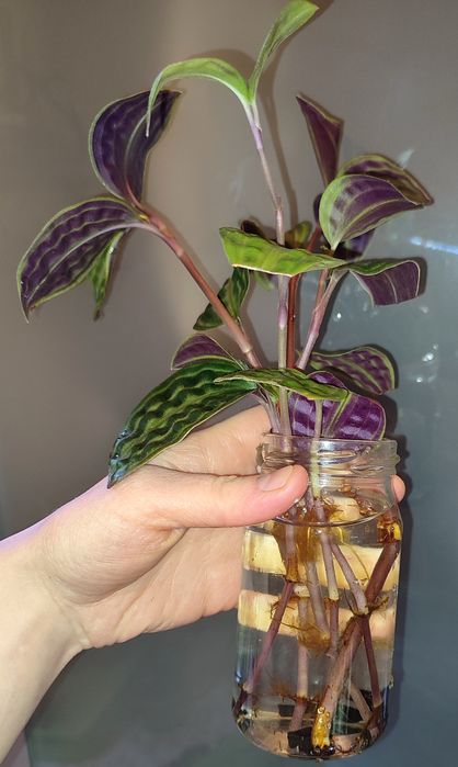 Geogenanthus peoppigii pięknie wybarwione falowane liście terrarium