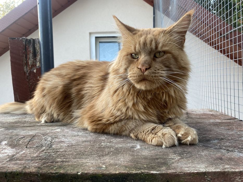 Maine Coon kocur dorosły