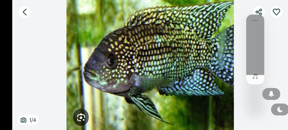 Peixe solteiro de 12/15 CMS água doce Jack Dampsy macho
