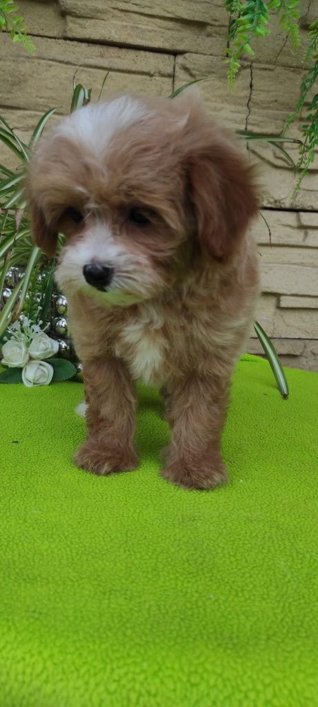 Maltipoo piesek z certyfikatem pochodzenia plus paszport