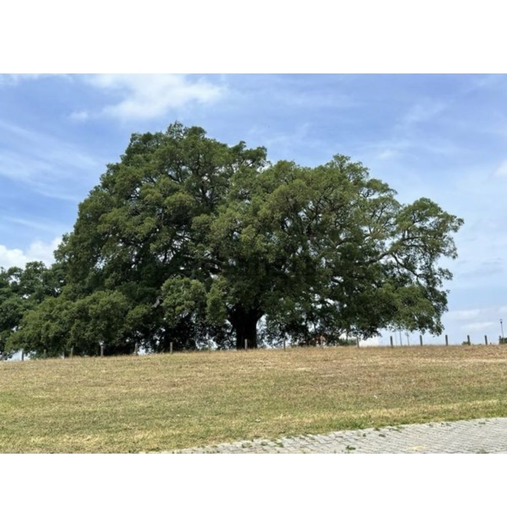 Terreno em Palmela com 161m2