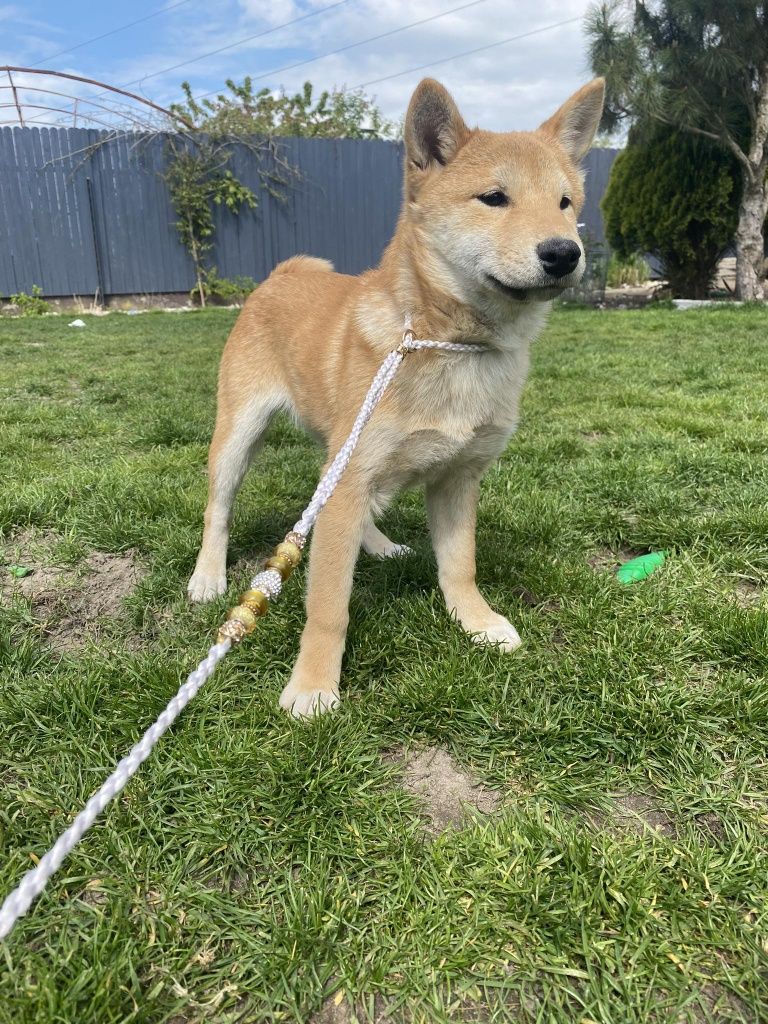 Shiba inu dziewczyna