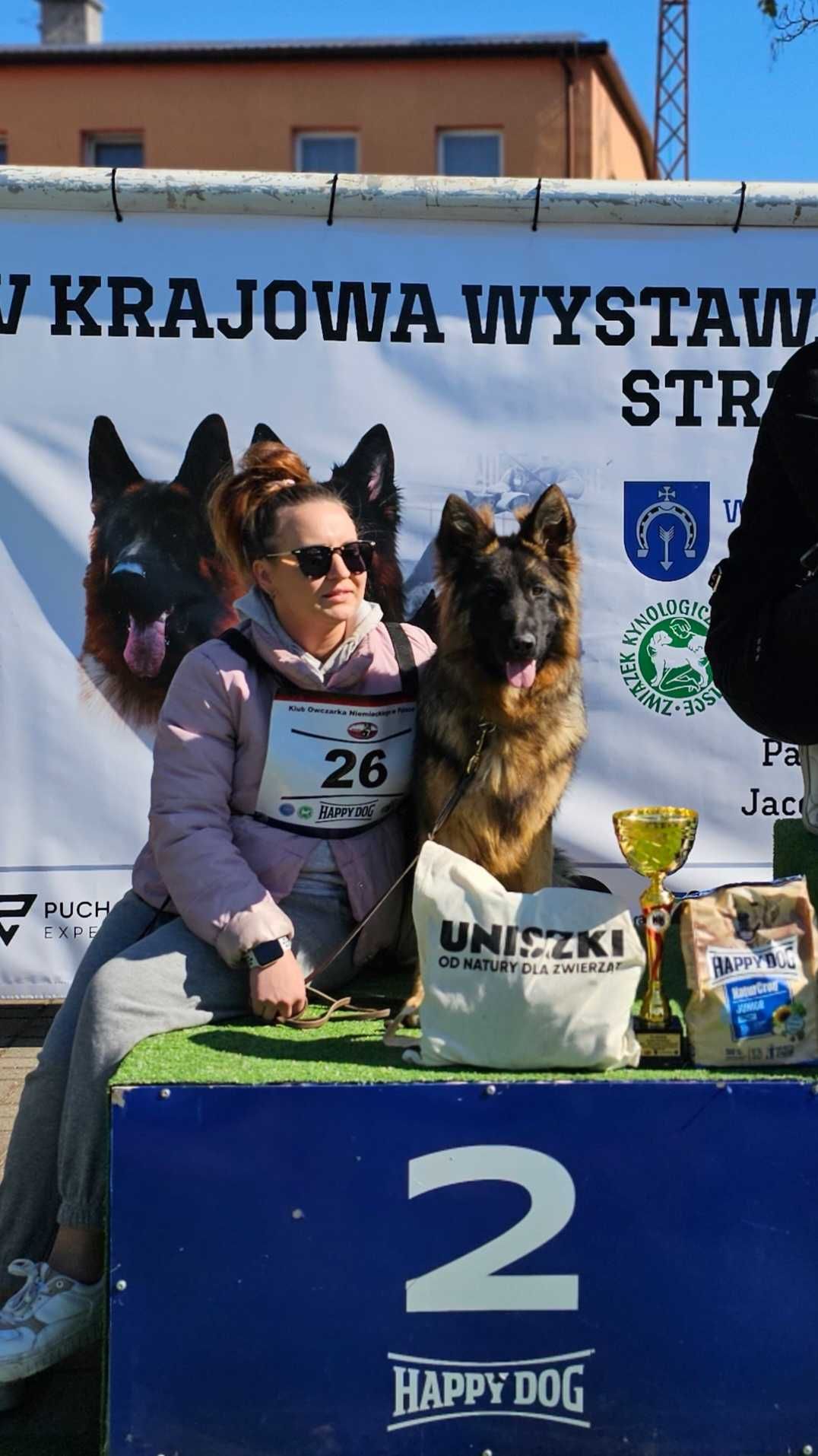 Owczarek niemiecki długowłosy/owczarki niemieckie długowłose suczka