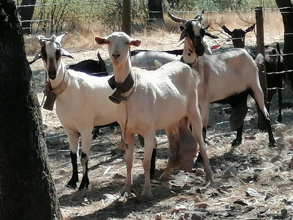 Cabras para venda