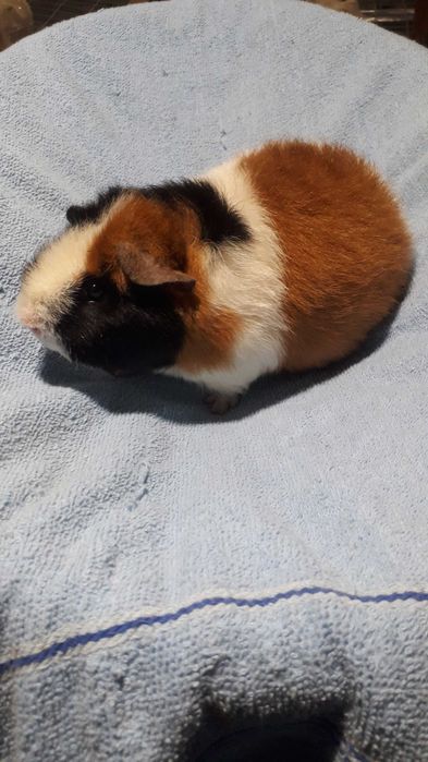 Морські свинки різних порід.