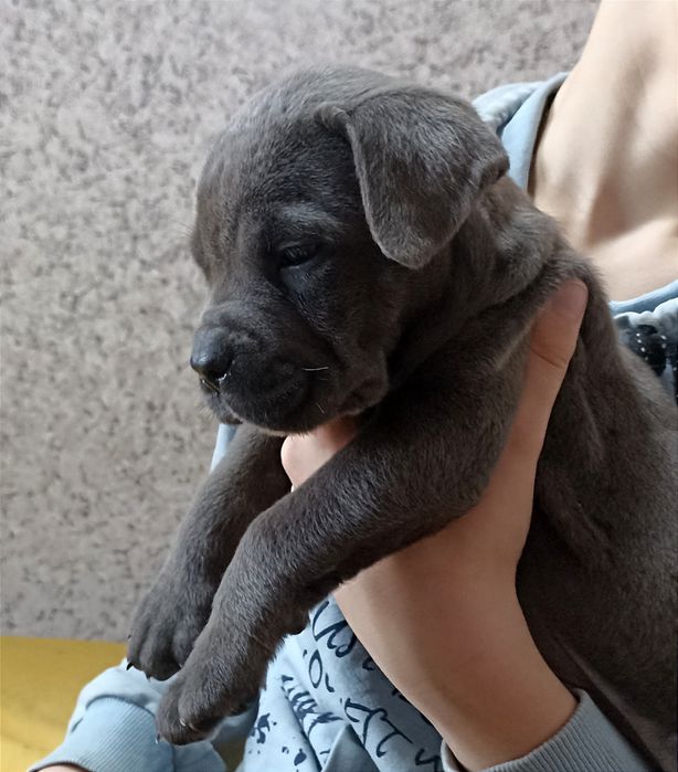 Блакитні цуценята кане-корсо