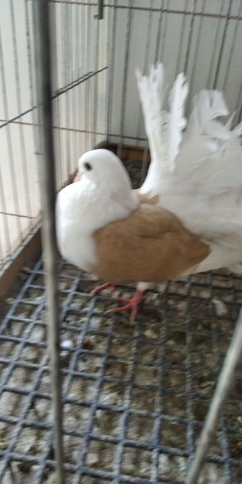 Pawi  żółty tarczowy -