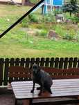 Pies labrador 2 letni