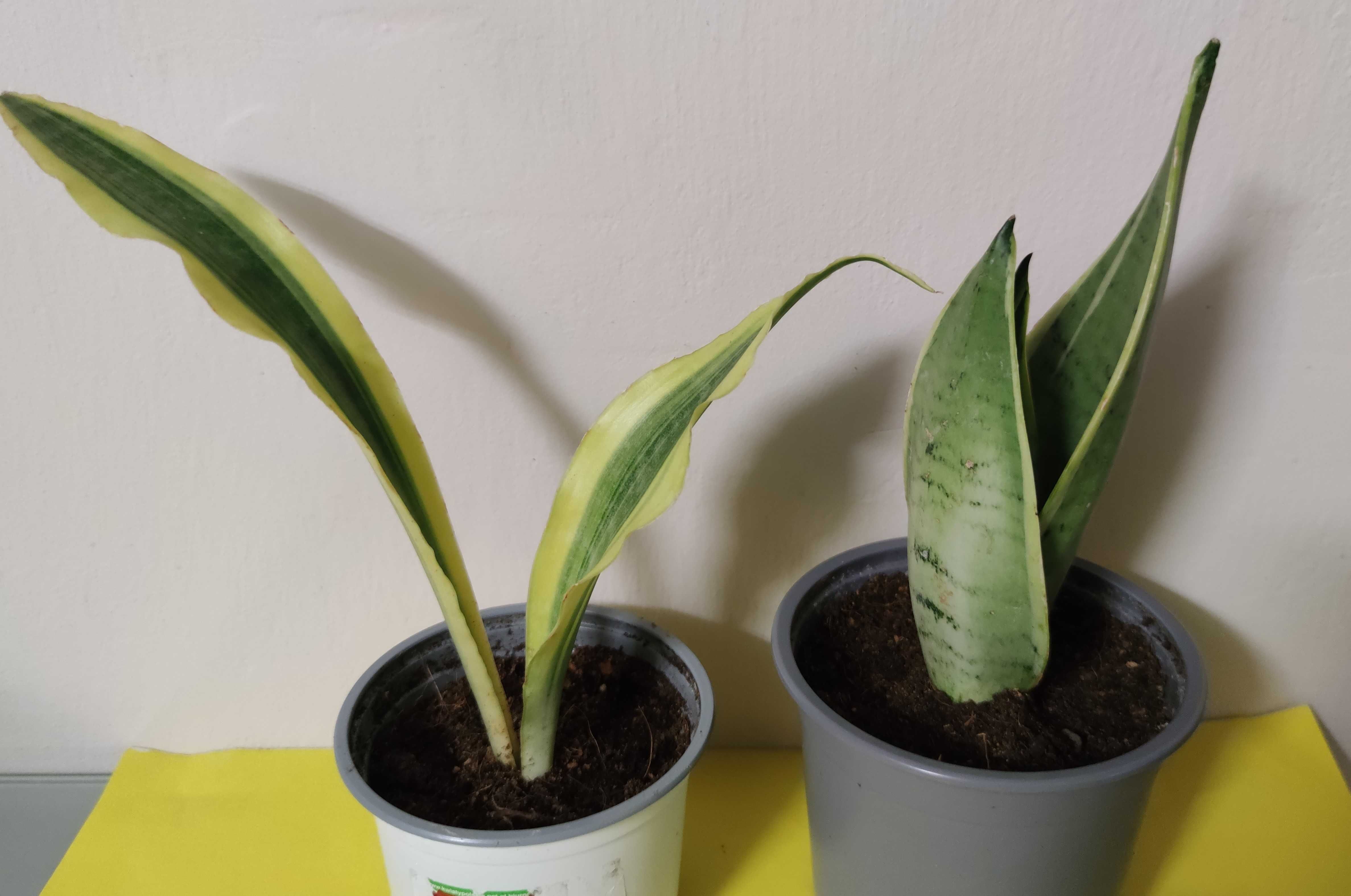 Sansevieria 2 odmiany