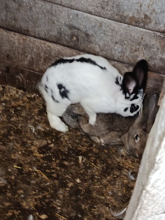 Продам кролів. ціна договірна
