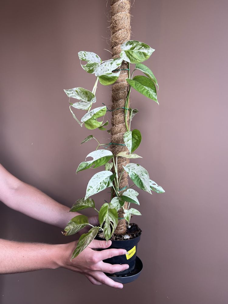 Epipremnum Pinnatum Marble