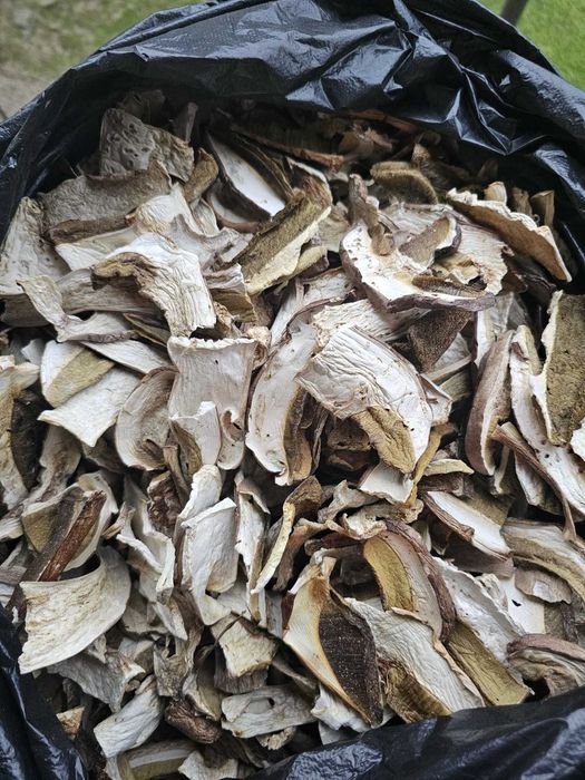 Продам хороший буковий гриб з Закарпаття.