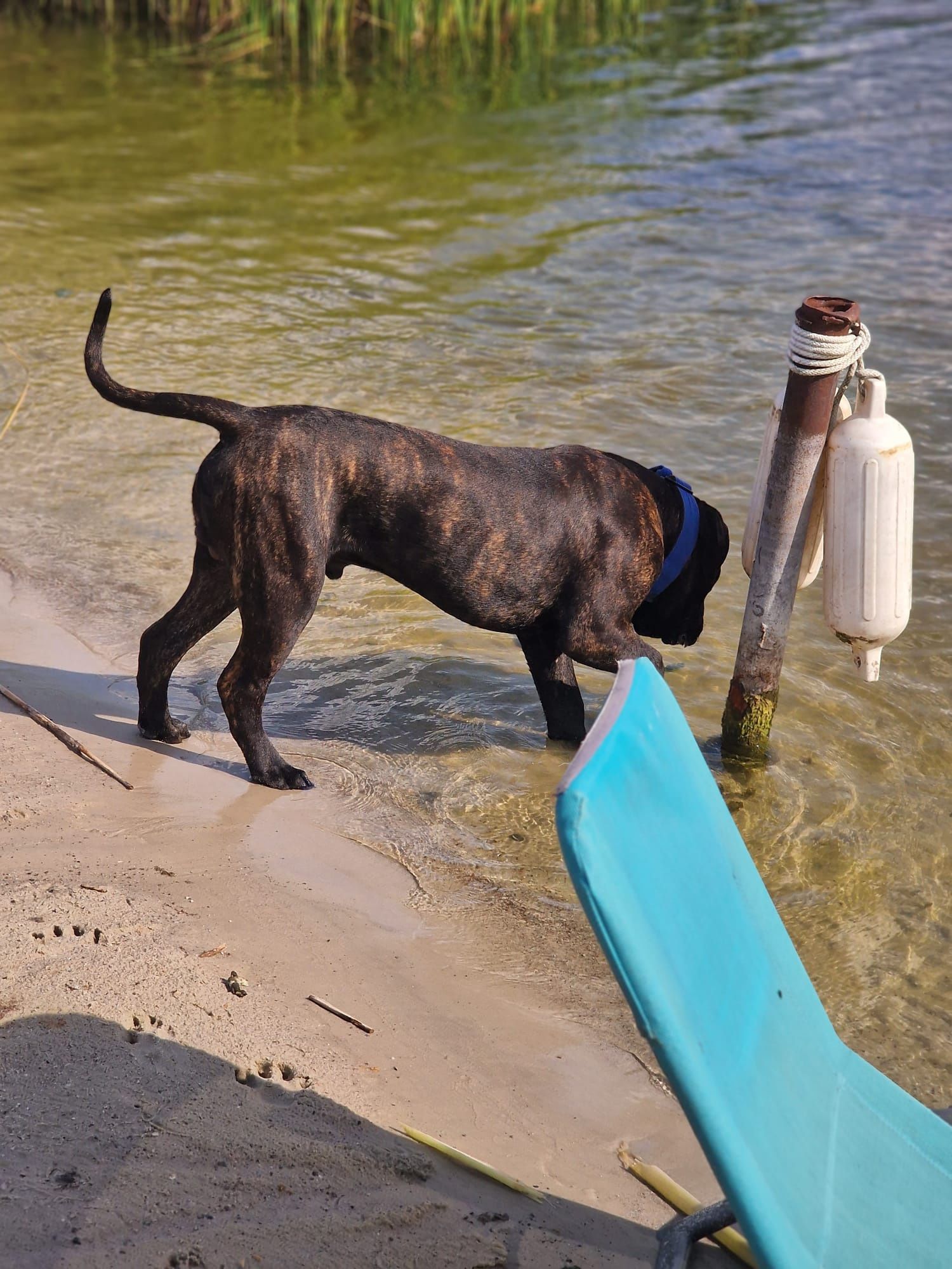 Szczenię Bullmastiff super rodowód FCI