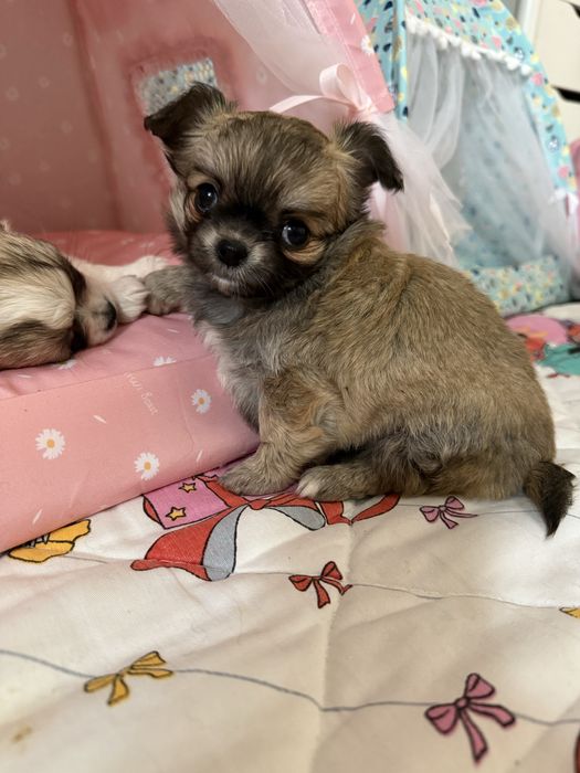 Dziewczynka  chihuahua FCI