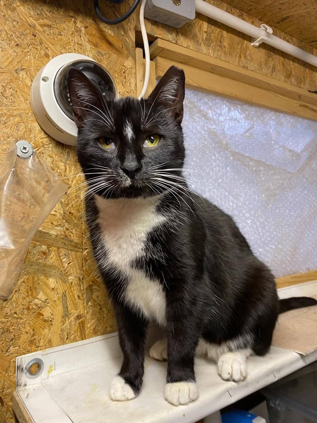 Kotka Milka do adopcji!