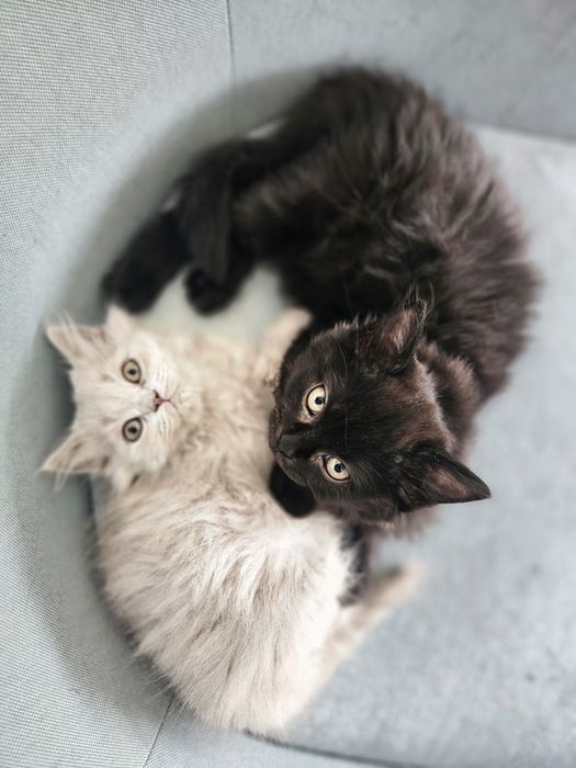 Besia - kotka brytyjska długowłosa