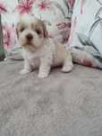 Śliczny szczeniak shih tzu