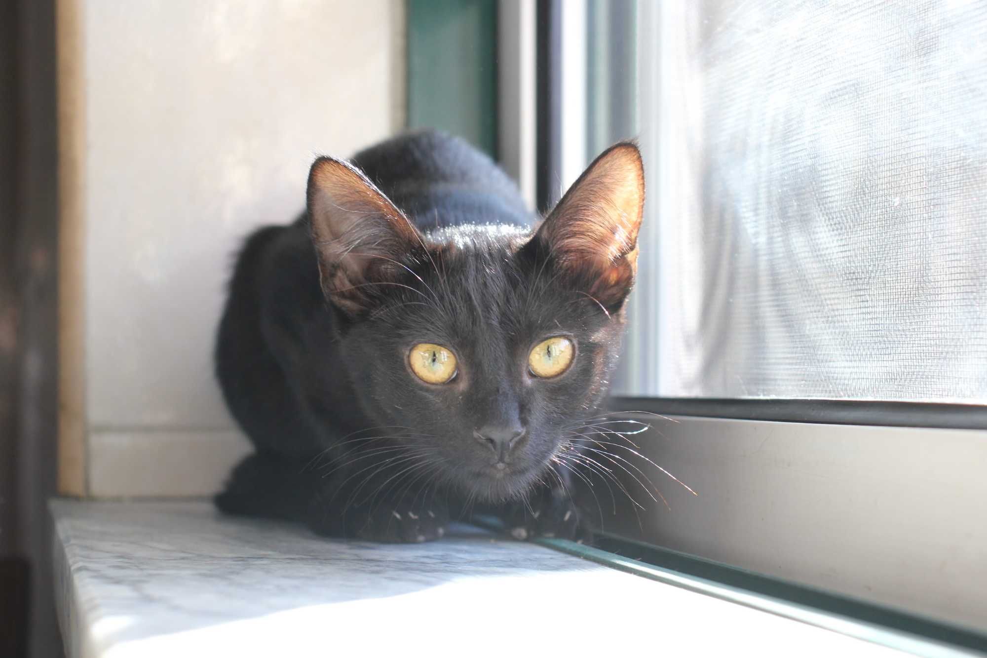 FÊMEA | Gatinha disponível para adoção muito responsável