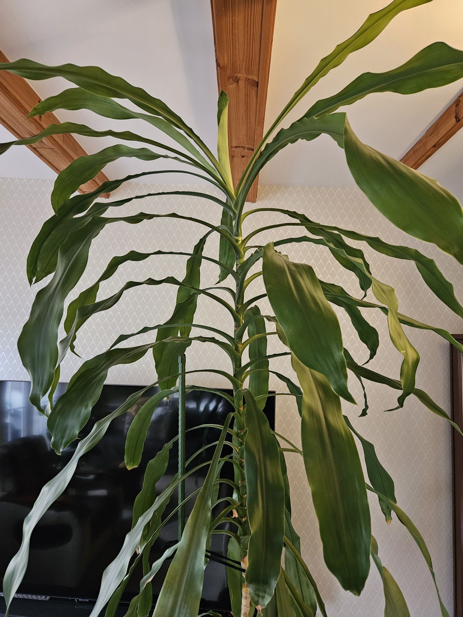 Dracena wonna - kwiat duży, ponad 240 cm
