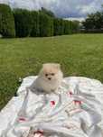 Szpic miniaturowy Pomeranian sunia Gaja