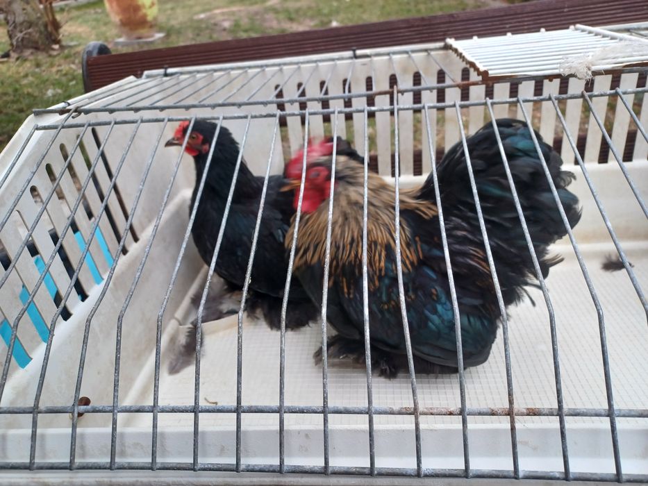 Sprzedam lub zamienię Kogutki karzełki łapciate