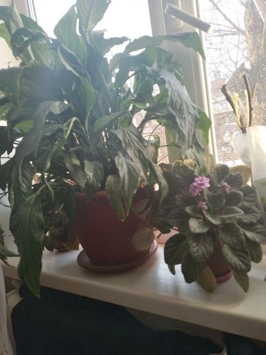 Продам красиві ,квітучі ,кімнатні  рослини
