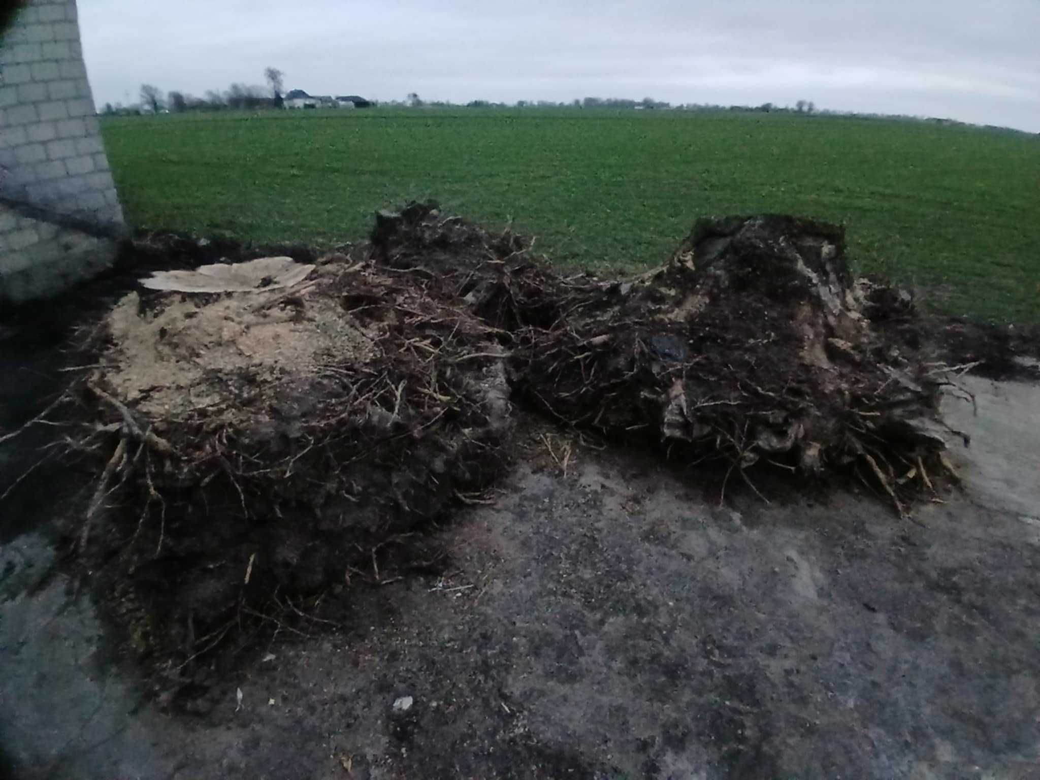 Korzenie Jesion Oddam za darmo 3 sztuki