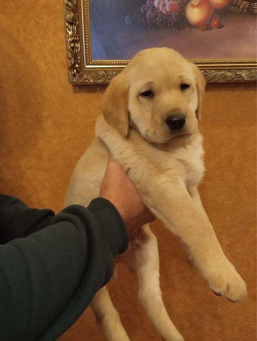 Продам цуценят Лабрадорів