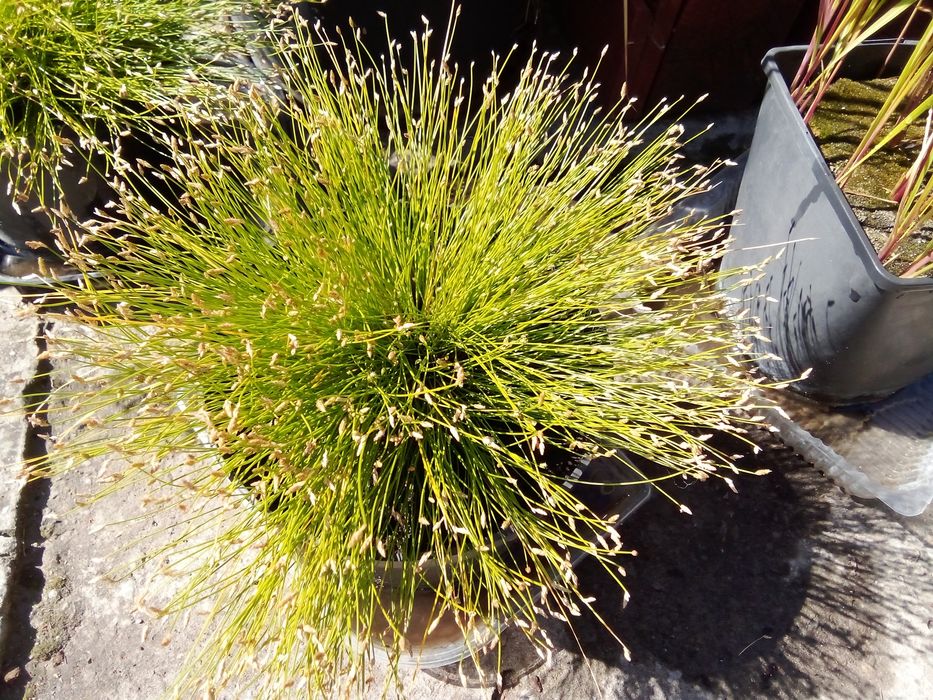 Изолепис ( брызги шампанского )