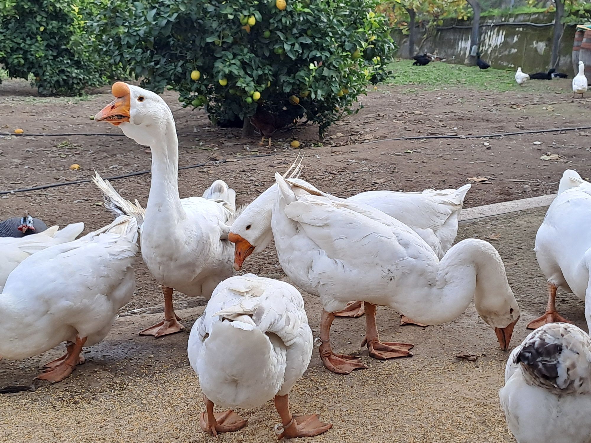 Casais de gansos de barbela novos