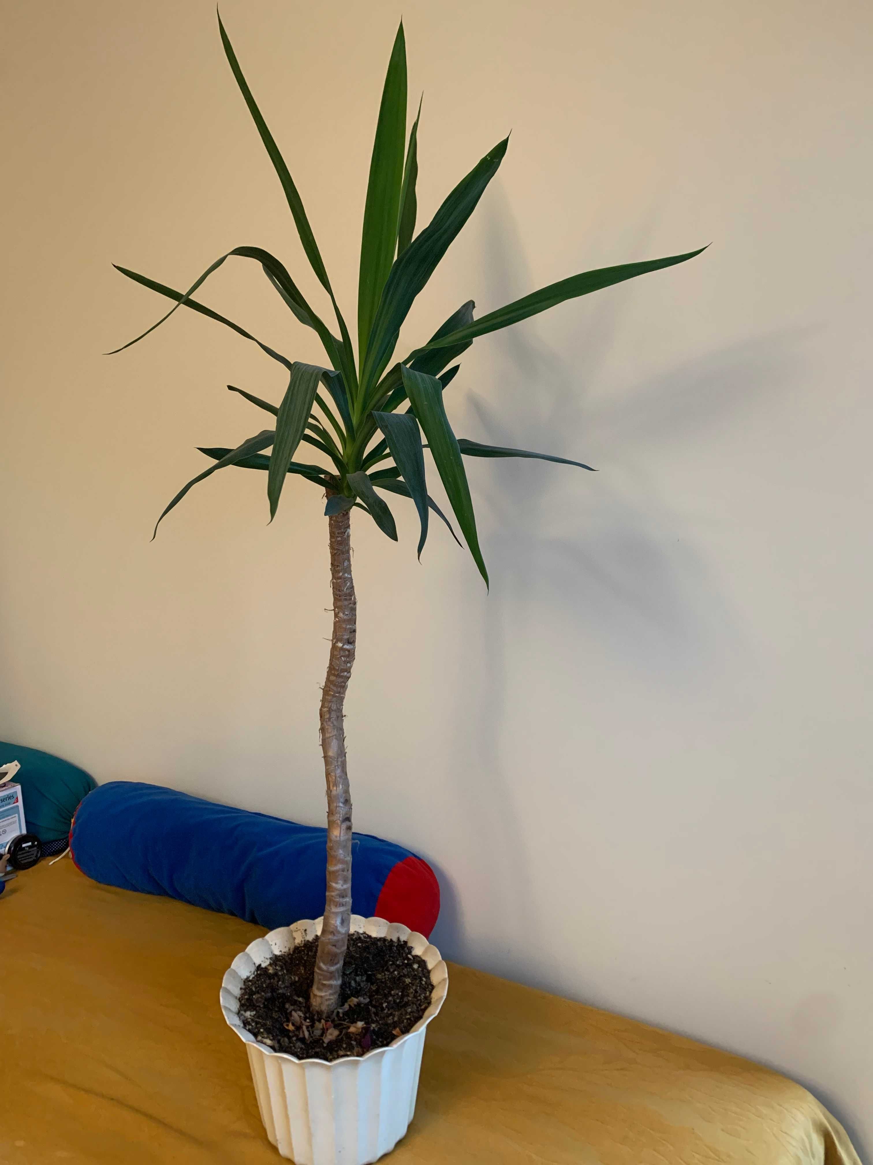 Juka yucca krępla doniczkowa domowa wys. 130 cm