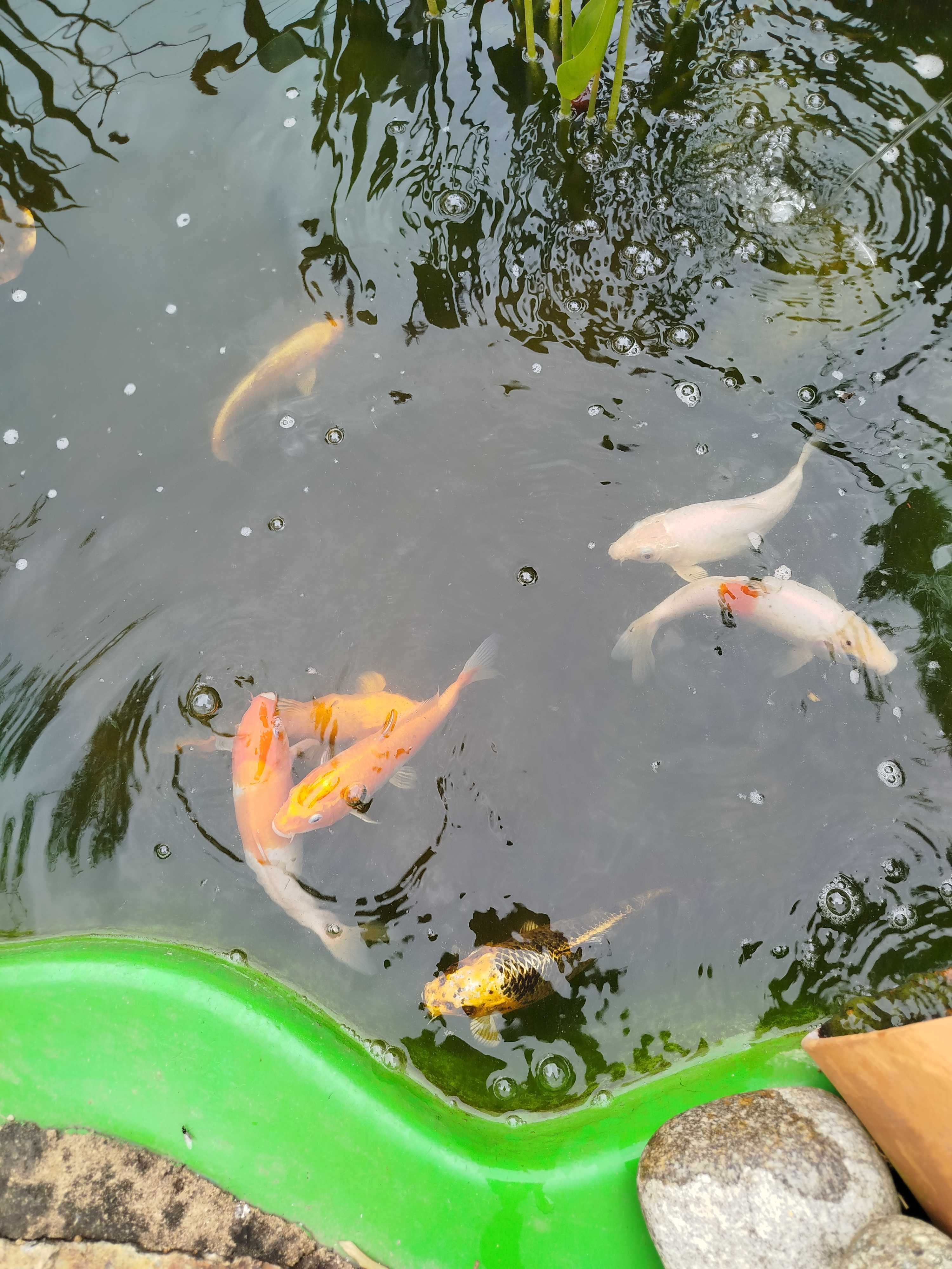 Carpa koi com 15 cm