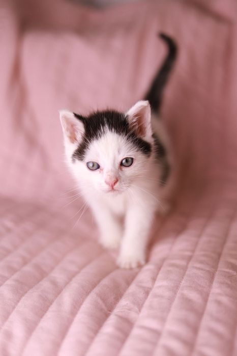 Spokojny, przytulaśny kociak poleca się do adopcji