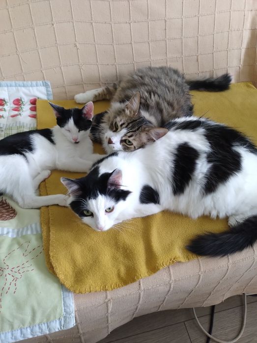 Młoda kotka do adopcji, zdrowa, Radom, Warszawa, czarno-biała